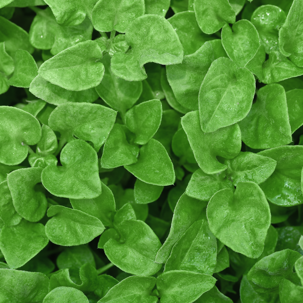 Watercress