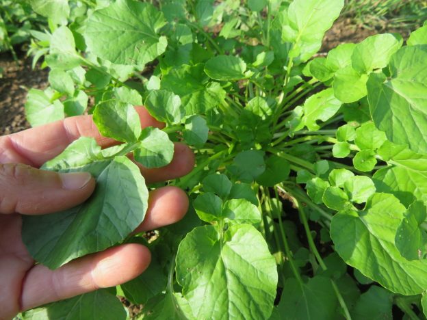 Cresson de jardin 'Barbaree'