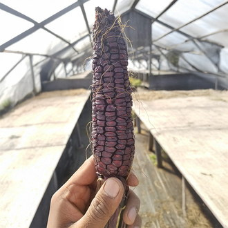 Organic 'Crimson Sweet' Corn Seeds by Gaia, product image prepared for Canadian gardeners.