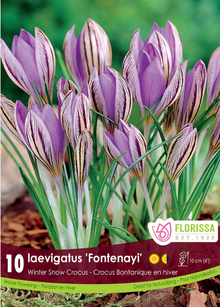 Crocus d’hiver ‘Fontenayi’ ( Crocus laevigatus ) : des crocus blancs striés de violet parmi de fines feuilles vertes. Le visuel Florissa présente la plante et son nom dans la partie inférieure de l’étiquette. La photographie occupe presque toute la surface, tandis que le bandeau du bas rassemble les indications du produit. Cette vue permet de reconnaître son apparence et de distinguer la variété présentée.