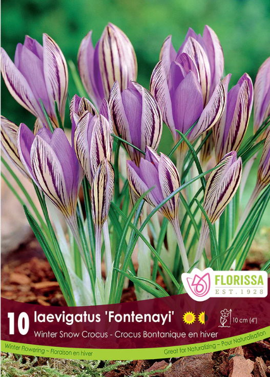 Crocus d’hiver ‘Fontenayi’ ( Crocus laevigatus ) : des crocus blancs striés de violet parmi de fines feuilles vertes. Le visuel Florissa présente la plante et son nom dans la partie inférieure de l’étiquette. La photographie occupe presque toute la surface, tandis que le bandeau du bas rassemble les indications du produit. Cette vue permet de reconnaître son apparence et de distinguer la variété présentée.