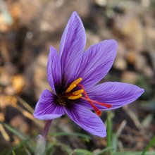 Crocus à safran ( Crocus sativus ) : une fleur de crocus violette veinée avec de longs stigmates rouges. Cette photographie montre le sujet de près et permet d’en observer les formes, les couleurs et la disposition. Le cadrage attire l’attention sur les éléments visibles au premier plan. Cette vue complète la présentation du produit en donnant un aperçu de son apparence à cette étape, dans la scène photographiée.