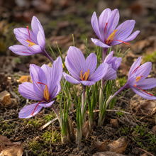 Crocus à safran ( Crocus sativus ) : des crocus violets à stigmates rouges poussant dans une terre brune. Cette photographie montre le sujet de près et permet d’en observer les formes, les couleurs et la disposition. Le cadrage attire l’attention sur les éléments visibles au premier plan. Cette vue complète la présentation du produit en donnant un aperçu de son apparence à cette étape, dans la scène photographiée.
