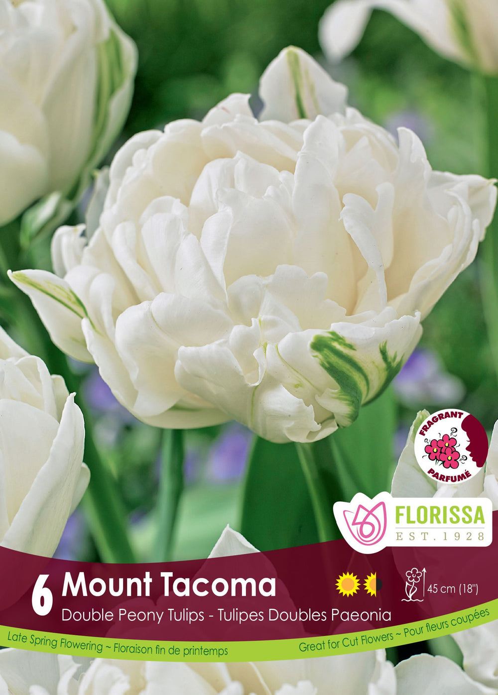 Mount Tacoma Tulip
