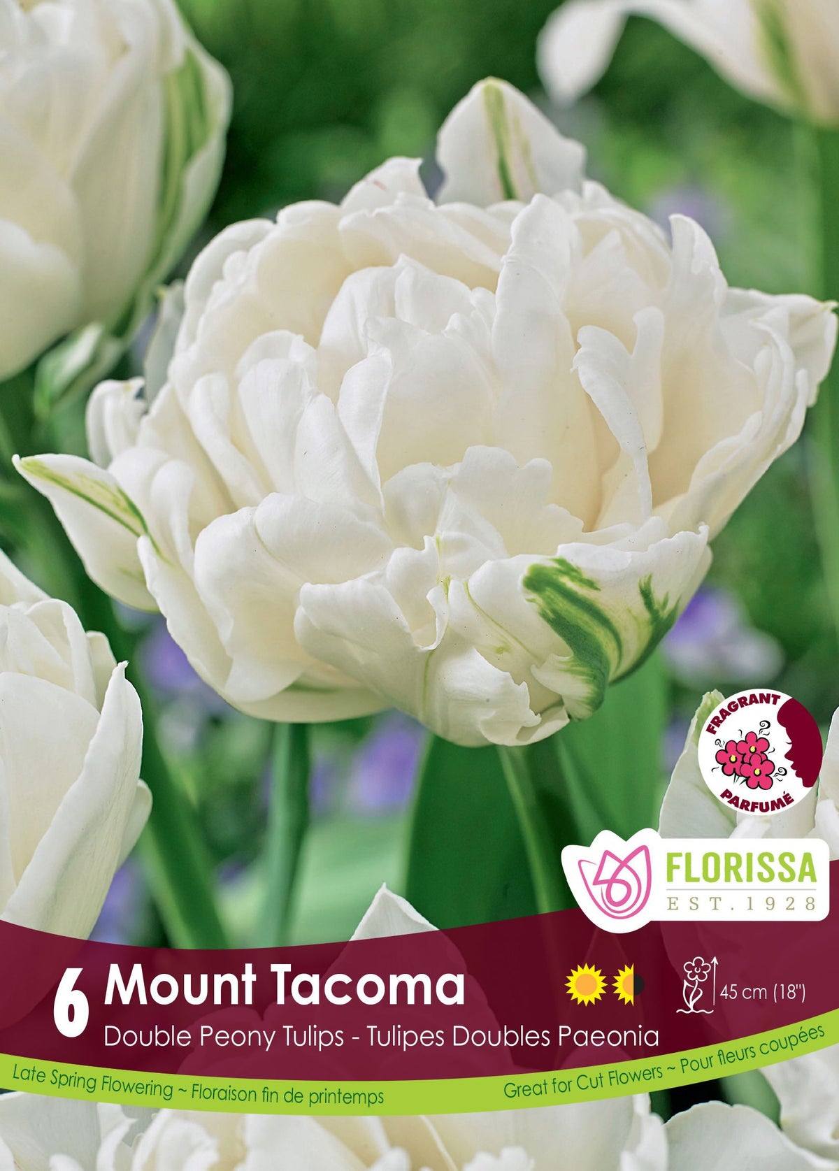 Tulipe Mount Tacoma