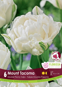 Tulipe Mount Tacoma