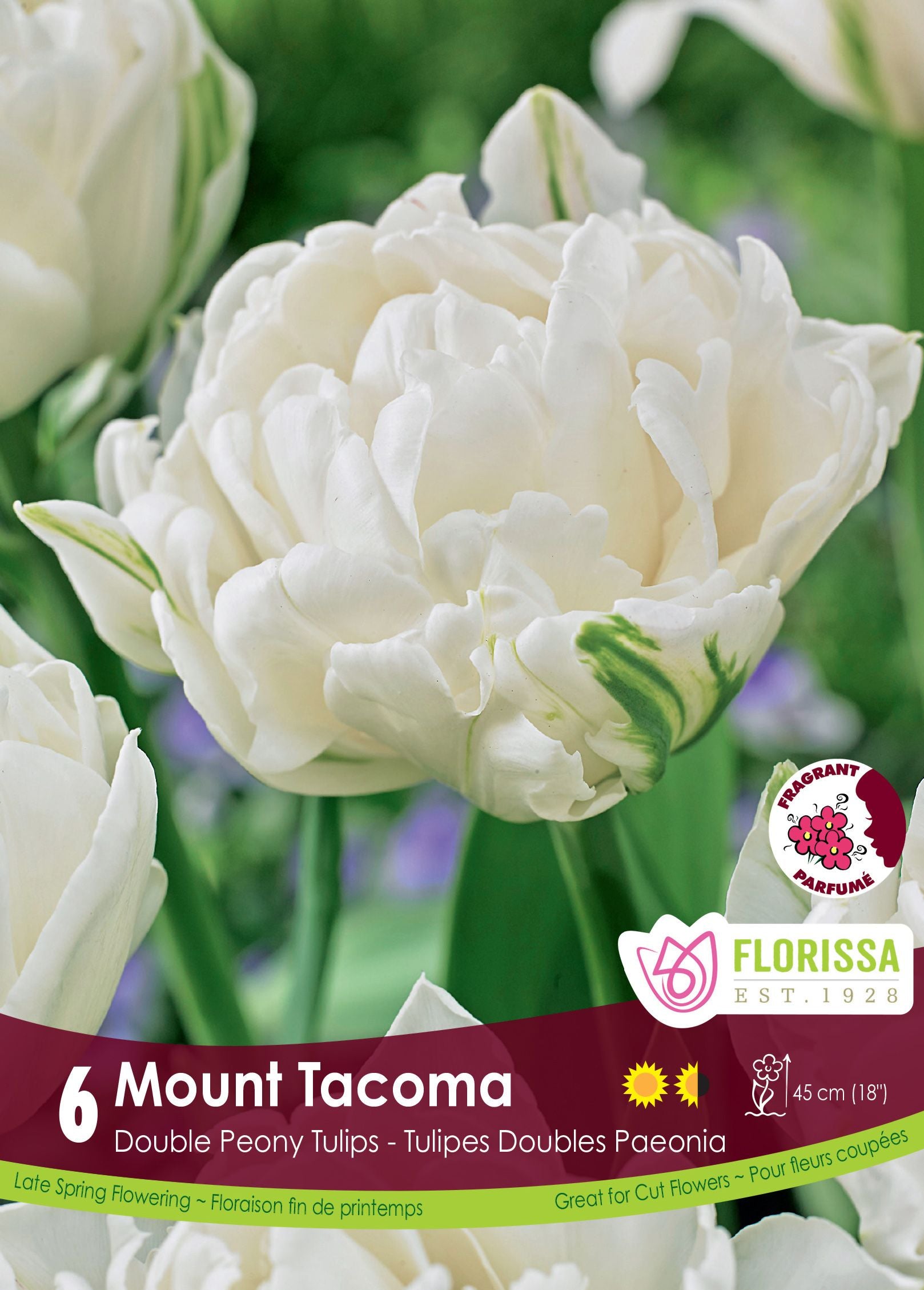Tulipe Mount Tacoma