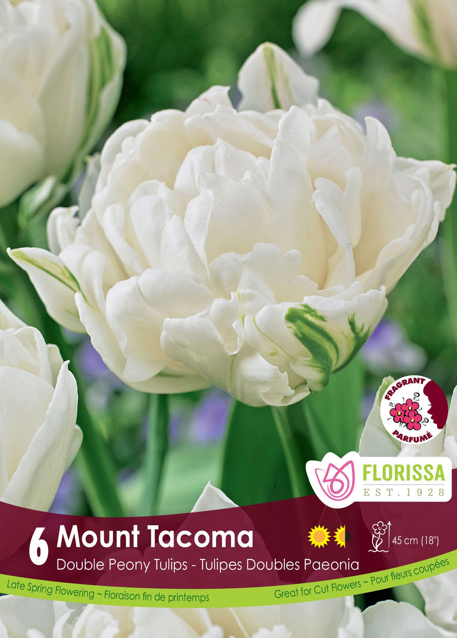 Tulipe Mount Tacoma