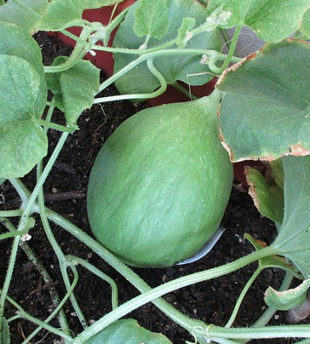 Semences Concombre 'Carosello Barattiere' (Cucumis melo)