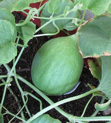 Semences Concombre 'Carosello Barattiere' (Cucumis melo)