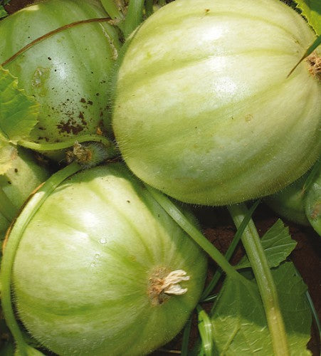 Semences Concombre 'Carosello Barese' (Cucumis melo)