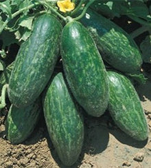 Semences Concombre 'Carosello Spuredda Leccese' (Cucumis melo)