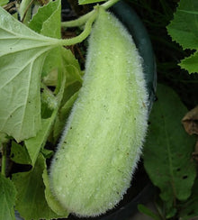 Semences Concombre 'Carosello di Polignano' (Cucumis melo)