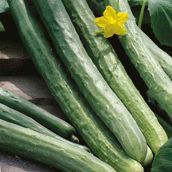 Semences Concombre serpent (Cucumis sativus)