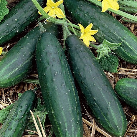 'Marketmore 76' cucumber