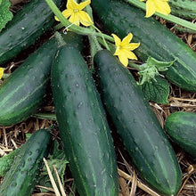 'Marketmore 76' cucumber