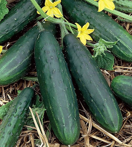 Semences Concombre 'Marketmore 76' (Cucumis sativus)