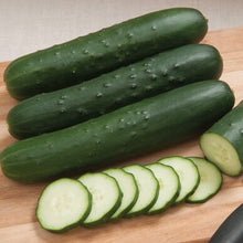 Semences Concombre 'V Palomar' (Cucumis sativus)