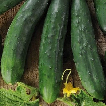 'Mezzo Lungo' Cucumber
