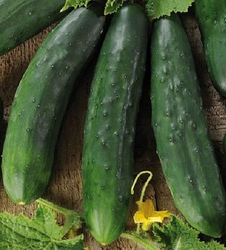 Semences Concombre 'Marketer' (Cucumis sativus)