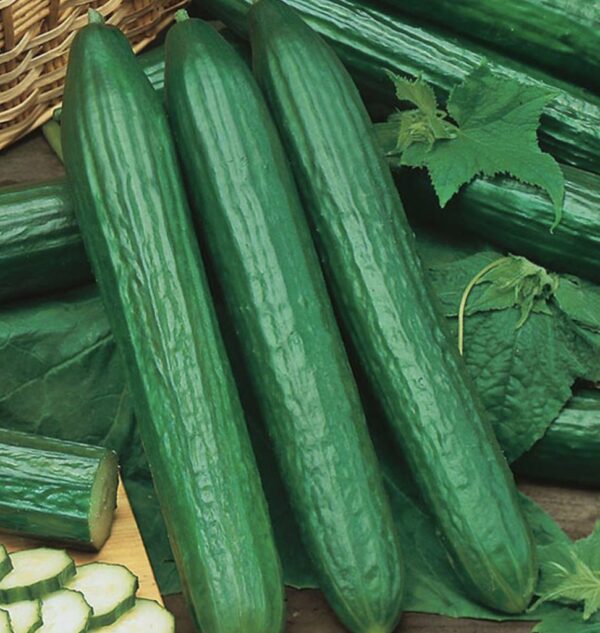 Semences Concombre 'Telegraph Long' (Cucumis sativus)