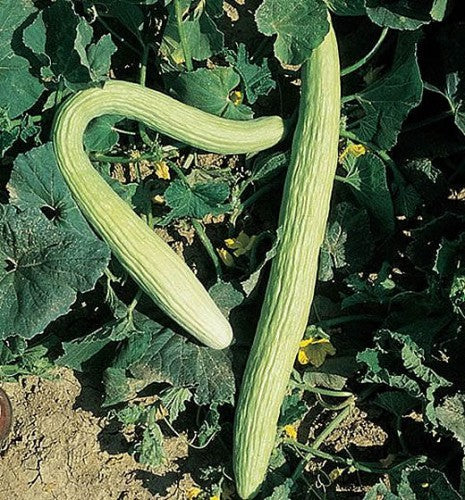 Semences Concombre 'Tortarello Bianco Abruzzese' (Cucumis melo)