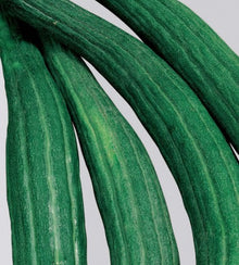 Semences Concombre 'Tortarello Barese' (Cucumis melo)