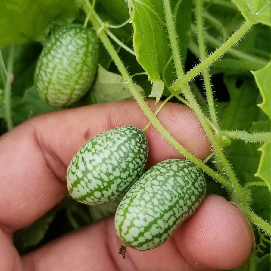 Concombre 'Mouse Melon' bio
