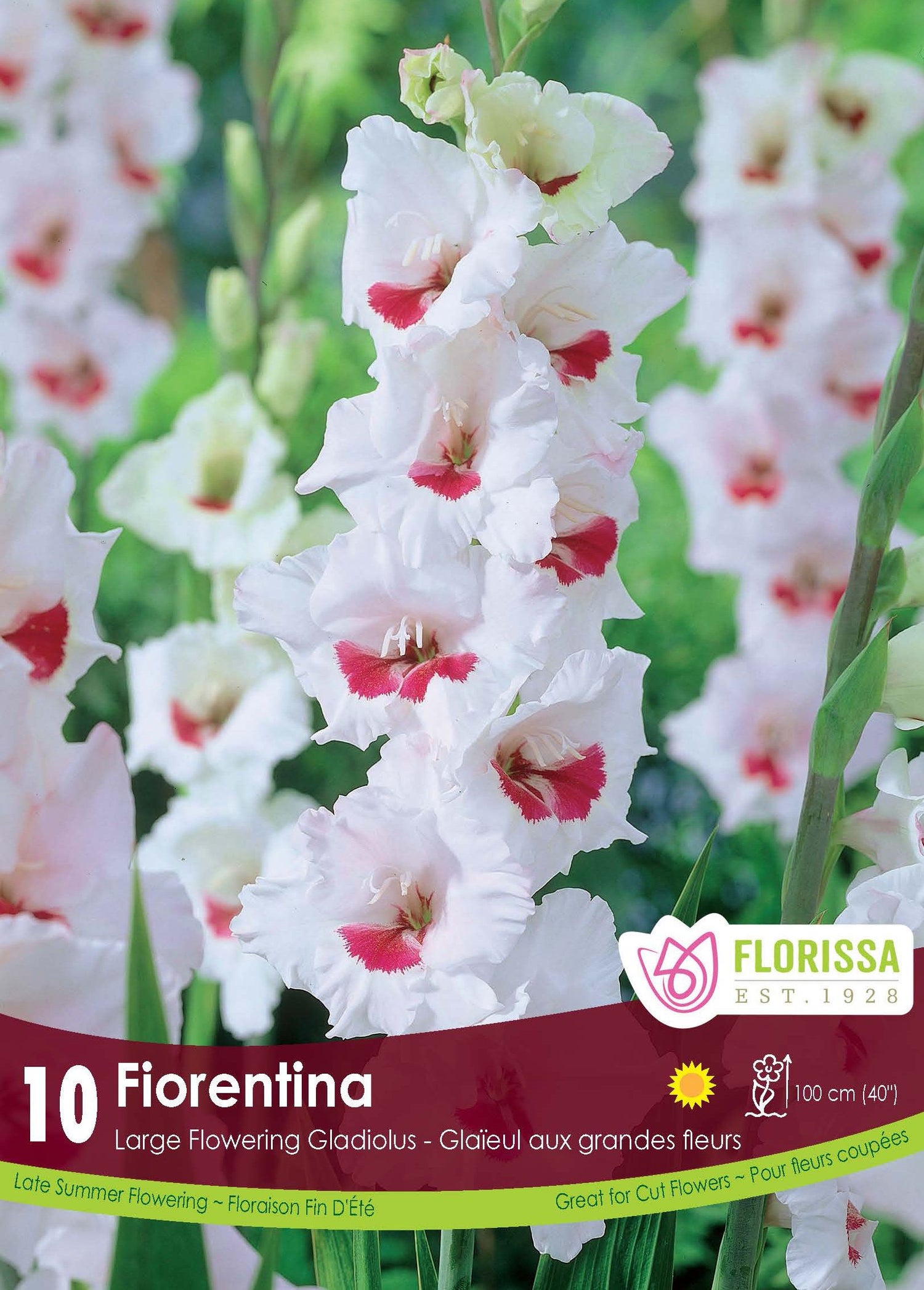 Glaïeul 'Fiorentina' (8 bulbes)