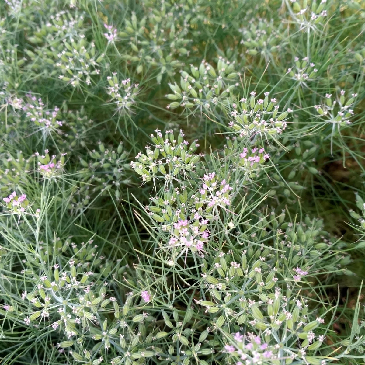 Cumin