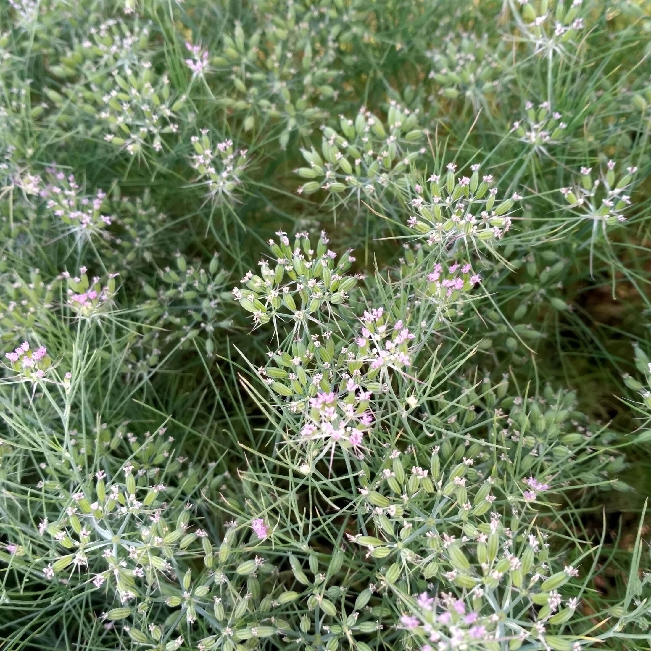 Cumin