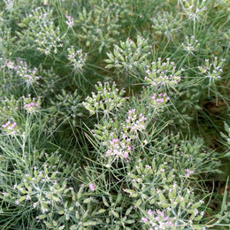 Cumin
