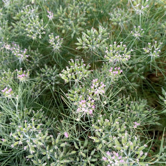 De nombreuses petites fleurs blanches et rose pâle apparaissent parmi des tiges très fines et ramifiées. Le feuillage découpé forme un réseau vert clair et grisâtre. Les inflorescences se répartissent dans plusieurs directions, avec des boutons serrés et des fleurs ouvertes. Le cadrage rempli de végétation montre des ombres plus foncées entre les fines branches.