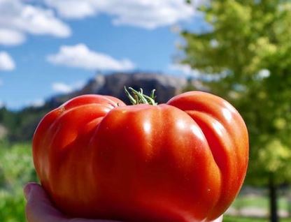 Tomate Cuostralee – Gaia Organic Seeds