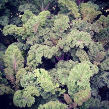 Chou frisé 'Curly Roja Kale' bio