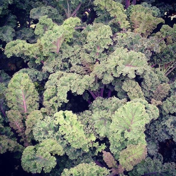 Chou frisé 'Curly Roja Kale' bio