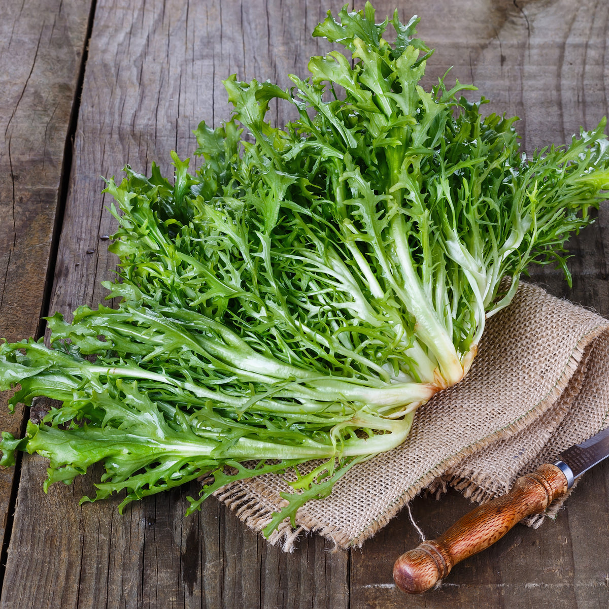 Curled Endive 'Early Green Moss'