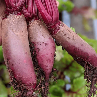 Organic 'Cylindra' Beet Seeds by Gaia, product image prepared for Canadian gardeners.