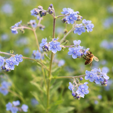 Cynoglossum 'Blue Chinese Forget-Me-Not' bio