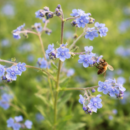 Cynoglossum 'Blue Chinese Forget-Me-Not' bio