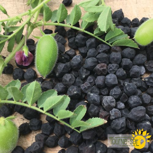 Organic 'Black Kabouli' chickpeas