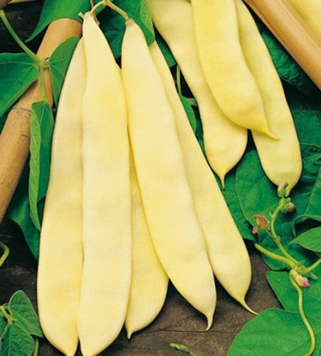 Semences Haricot grimpant 'Marvel Of Venice S.B.' (Phaseolus vulgaris)
