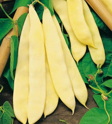 Semences Haricot grimpant 'Marvel Of Venice S.B.' (Phaseolus vulgaris)