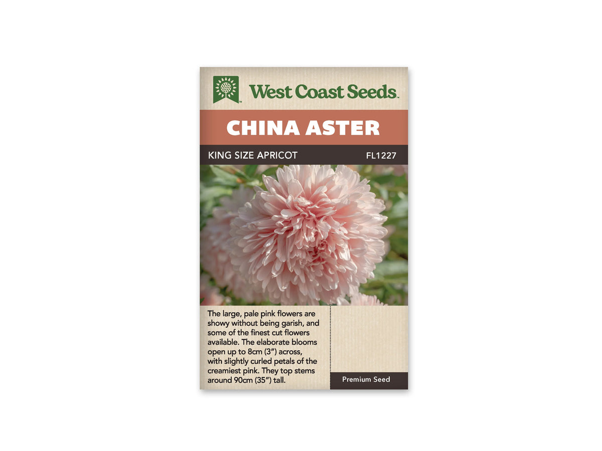 Sachet King Size Apricot de West Coast Seeds sur fond blanc. La photo montre une grande fleur ronde rose crème pâle, formée de nombreux pétales serrés et légèrement courbés. Des feuilles vertes occupent l’arrière-plan. Le bandeau orangé porte le nom China Aster; King Size Apricot et la référence FL1227 figurent dans la bande brune.