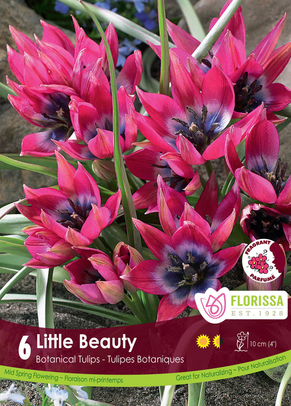 Tulipe Little Beauty