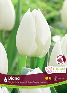 Tulipe Diana