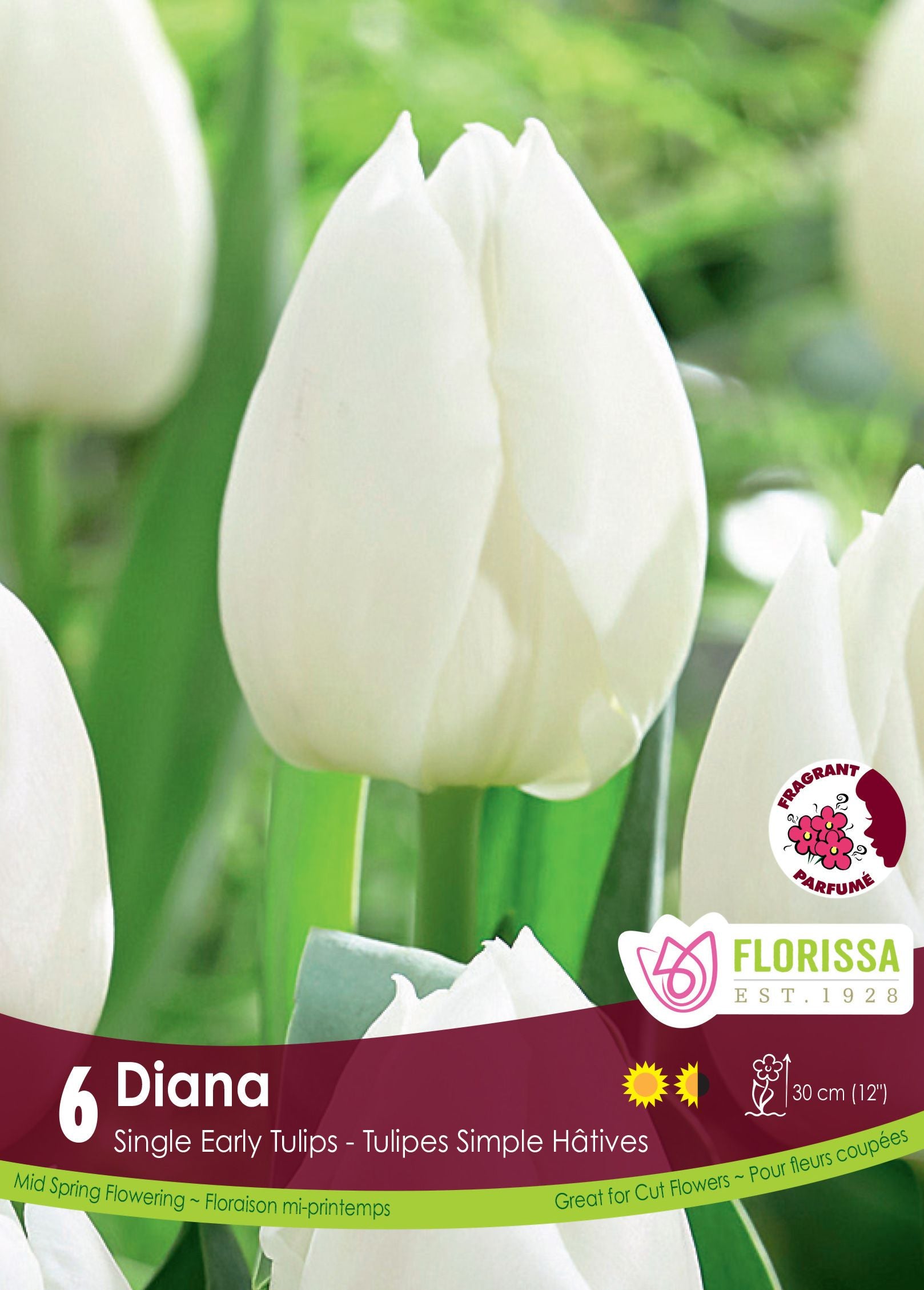 Tulipe Diana