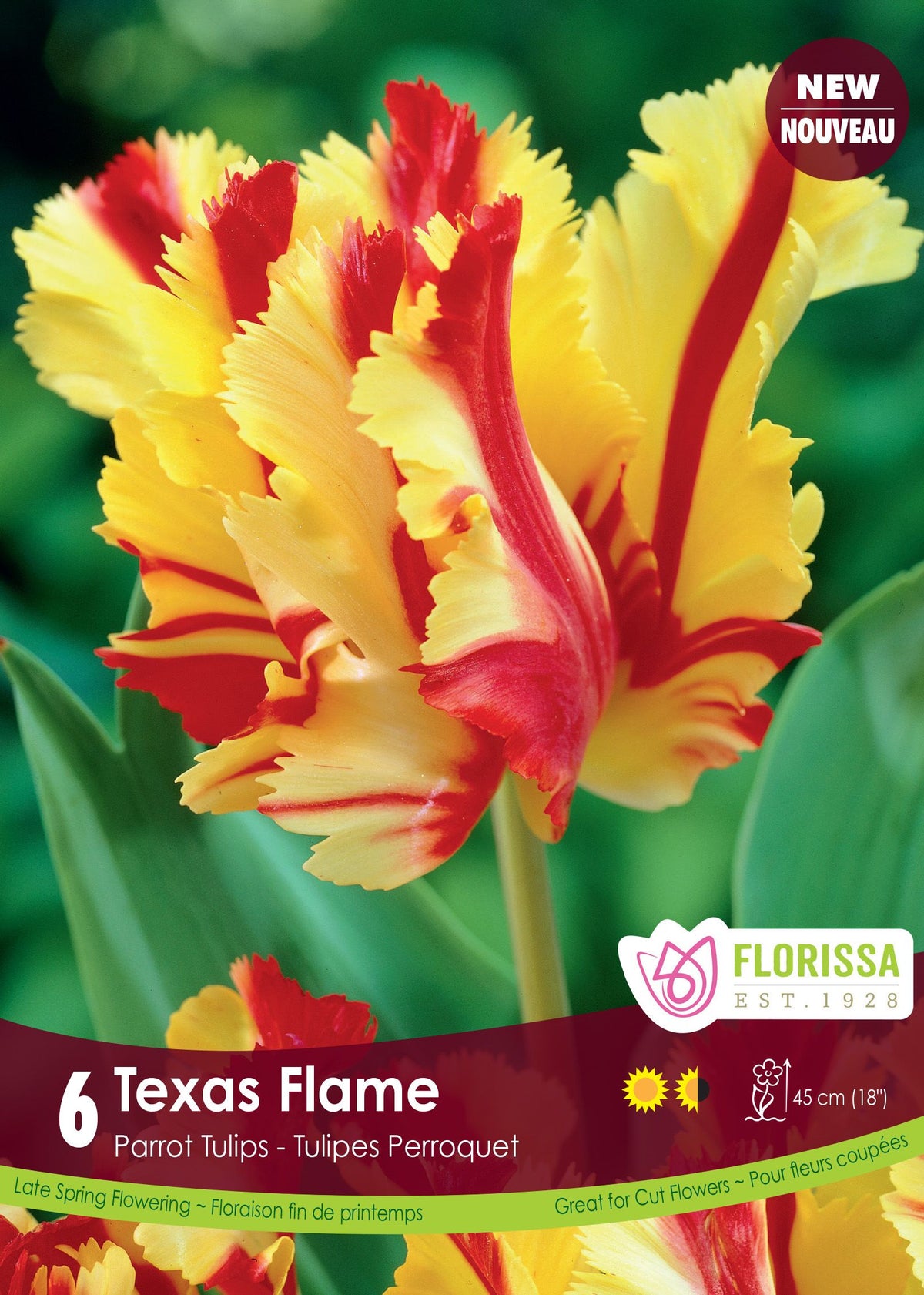 Tulipe Texas Flame ( Tulipa ) : une tulipe perroquet jaune parcourue de flammes rouges. Le visuel Florissa présente la plante et son nom dans la partie inférieure de l’étiquette. La photographie occupe presque toute la surface, tandis que le bandeau du bas rassemble les indications du produit. Cette vue permet de reconnaître son apparence et de distinguer la variété présentée.