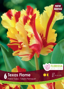 Tulipe Texas Flame ( Tulipa ) : une tulipe perroquet jaune parcourue de flammes rouges. Le visuel Florissa présente la plante et son nom dans la partie inférieure de l’étiquette. La photographie occupe presque toute la surface, tandis que le bandeau du bas rassemble les indications du produit. Cette vue permet de reconnaître son apparence et de distinguer la variété présentée.