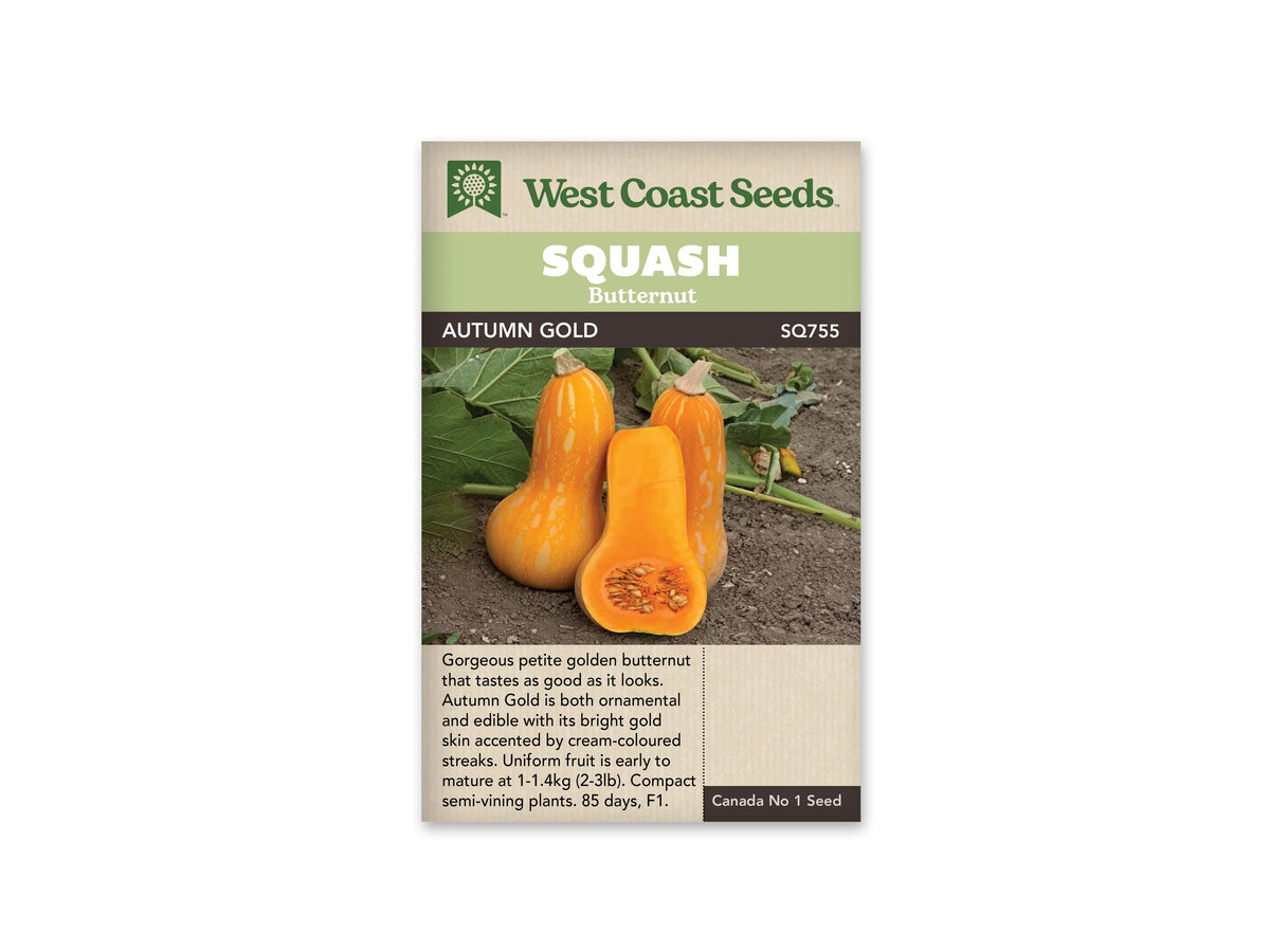 Sachet beige de semences Autumn Gold avec bandeau vert pâle et nom sur fond brun. Deux courges butternut orange doré striées de crème se dressent sur la terre. Une moitié placée devant révèle une chair orange et une cavité à graines dans la base renflée. Des feuilles vertes et des tiges apparaissent derrière les fruits.
